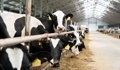 В Ивановской области выросло производство животноводческой продукции